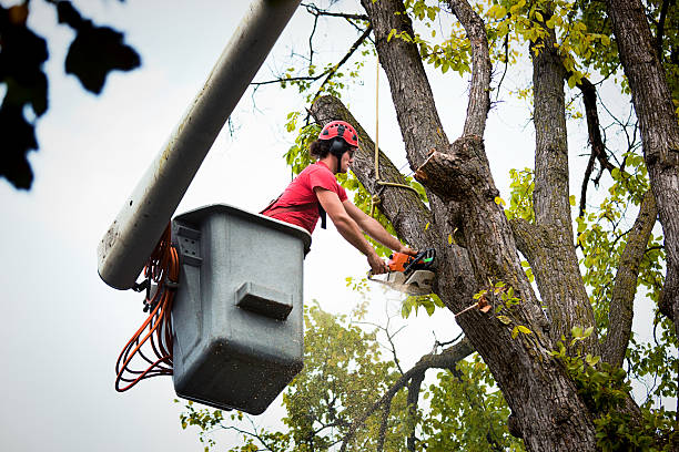 Oceanport, NJ Tree Care Services Company